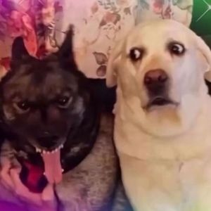 Meet your Posher, Mike